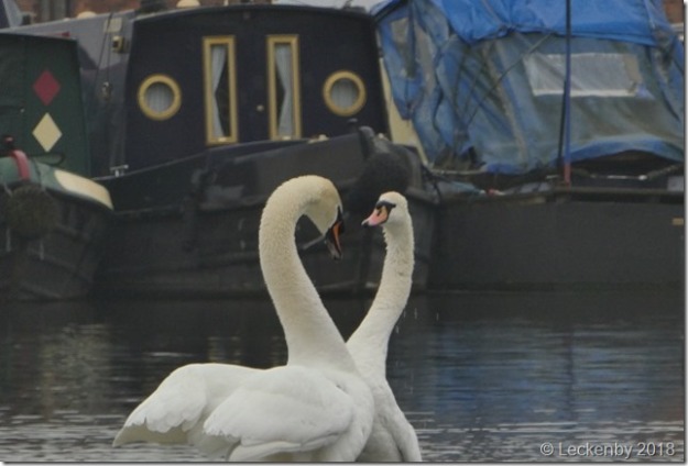 A swan heart