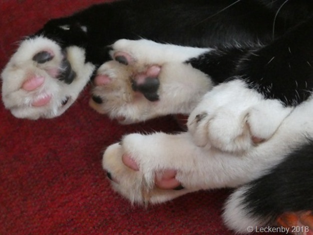 Four exhausted paws