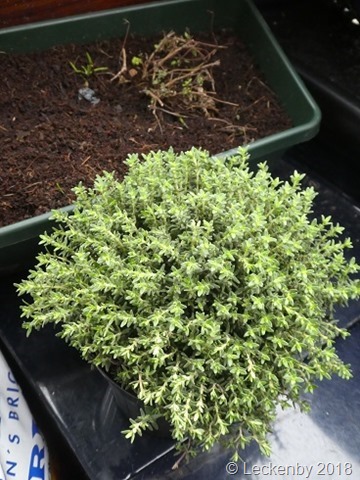 New thyme. Old thyme in the background
