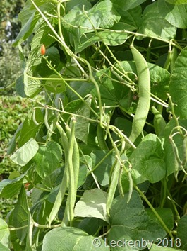 Beans in every garden