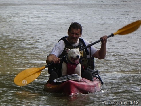 One man and his dog canoeing
