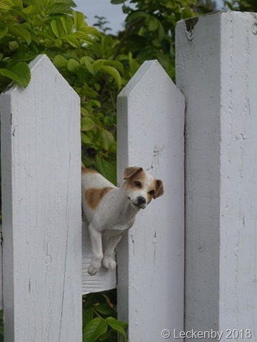 Guard dog at Cropredy Lock