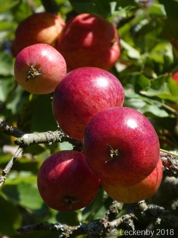 Rosy red apples