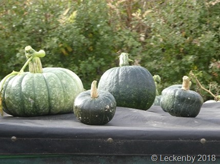Squash on a roof