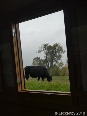 A bovine view