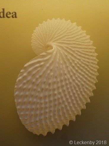 Argonauta nodosa shell