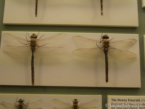 Dragonflies, or Snitch as we call them.